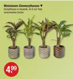 V Markt Ministamm-zimmerpflanzen Angebot