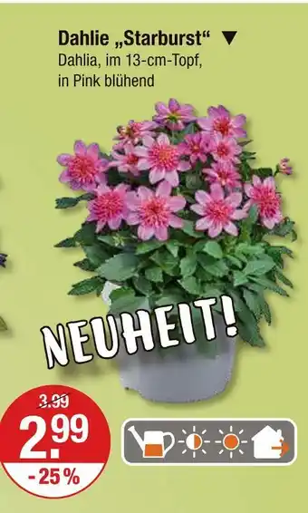 V Markt Dahlie starburst Angebot