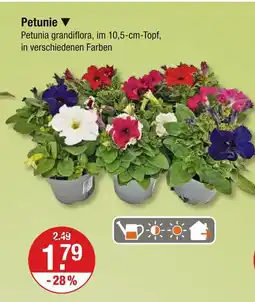 V Markt Petunie Angebot