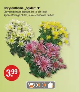 V Markt Chrysantheme „spider“ Angebot