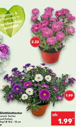 Kaufland Glattblattaaster Angebot