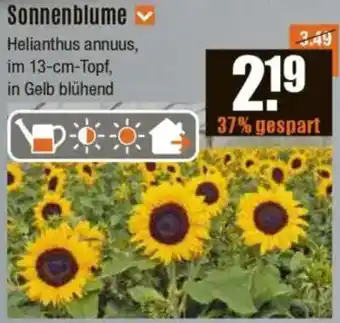 V Baumarkt Sonnenblume Angebot