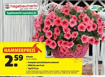 Hagebau Petunia Angebot