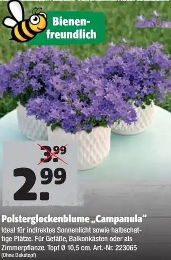 Hagebau Polsterglockenblume Campanula Angebot