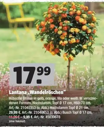 Hagebau Lantana Wandelröschen Angebot