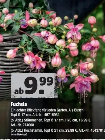 Hagebau Fuchsia Angebot