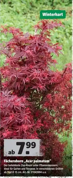 Hagebau Fächerahorn Acer palmatum Angebot