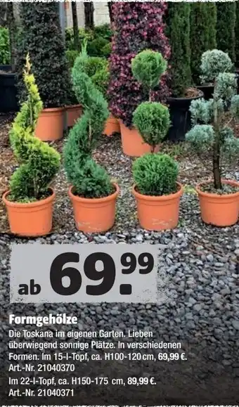 Hagebau Formgehölze Angebot
