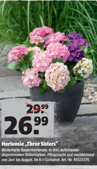 Hagebau Hortensie Three Sisters Angebot