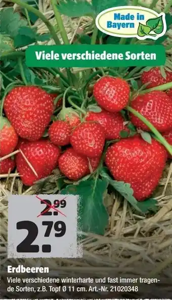 Hagebau Erdbeeren Angebot