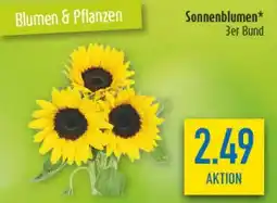 diska Sonnenblumen Angebot