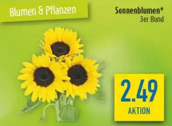diska Sonnenblumen Angebot