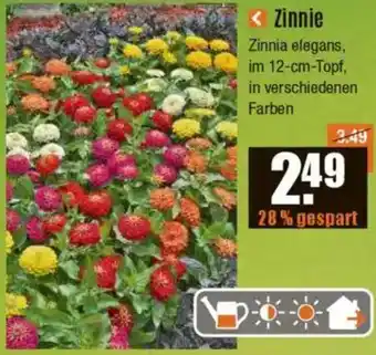 V Baumarkt Zinnie Angebot