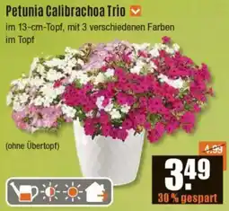 V Baumarkt Petunia Calibrachoa Trio Angebot
