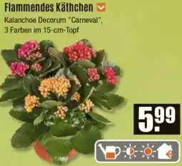 V Baumarkt Flammendes Käthchen Angebot