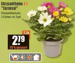 V Baumarkt Chrysantheme "Carneval" Angebot