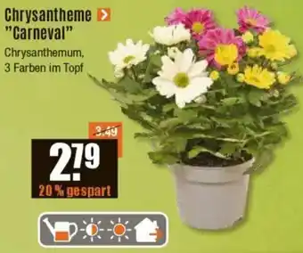 V Baumarkt Chrysantheme "Carneval" Angebot