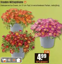 V Baumarkt Stauden-Mittagsblume Angebot