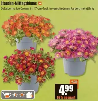 V Baumarkt Stauden-Mittagsblume Angebot