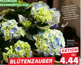 Kaufland Hortensie Angebot