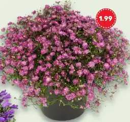 Kaufland Blühpflanzen Angebot