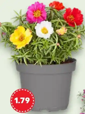Kaufland Blühpflanzen Angebot