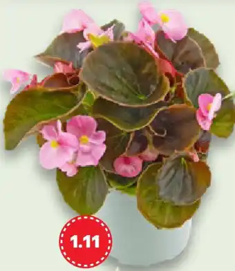 Kaufland Blühpflanzen Angebot