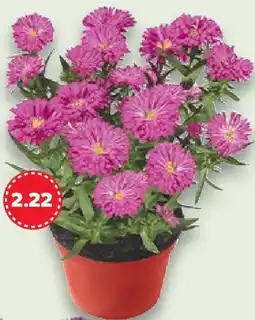 Kaufland Glattblattaster Angebot