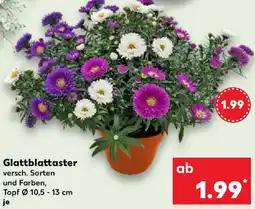 Kaufland Glattblattaster Angebot