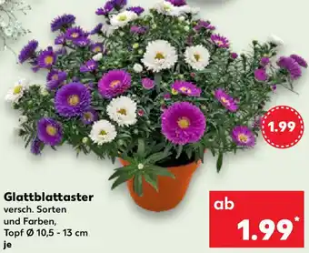 Kaufland Glattblattaster Angebot