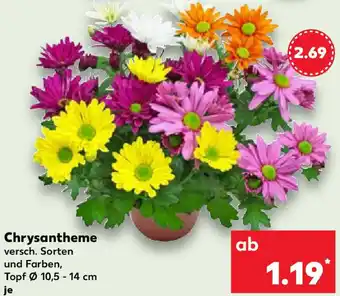 Kaufland Chrysantheme Angebot