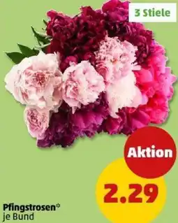 PENNY Pfingstrosen Angebot