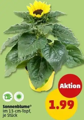 PENNY Sonnenblume Angebot
