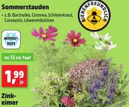 Thomas Philipps Sommerstauden Angebot