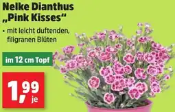 Thomas Philipps Nelke Dianthus ,,Pink Kisses" Angebot