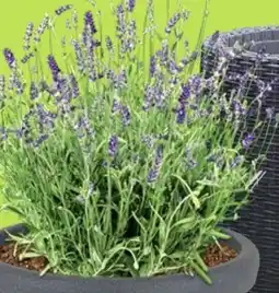 Thomas Philipps Lavendel Angebot