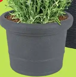 Thomas Philipps Blumenkübel ,,Pistoia" Angebot
