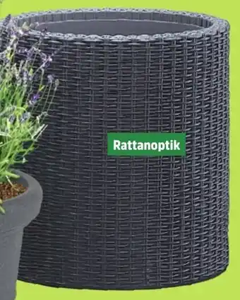 Thomas Philipps Pflanzkübel ,,Cylinder" Angebot