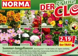 Norma Sommer-Jungpflanzen Angebot