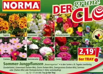 Norma Sommer-Jungpflanzen Angebot