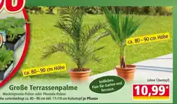 Norma Große Terrassenpalme Angebot