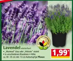 Norma Lavendel winterhart Angebot
