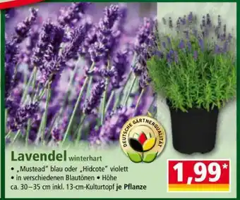 Norma Lavendel winterhart Angebot