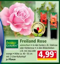 Norma Freiland Rose Angebot