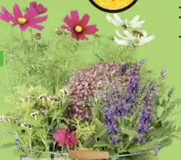 Thomas Philipps Bienenfreundliche Sommerstauden Angebot