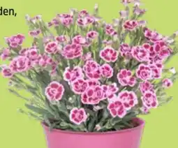 Thomas Philipps Nelken Dianthus Pink Kisses Angebot