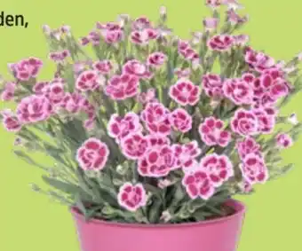 Thomas Philipps Nelken Dianthus Pink Kisses Angebot