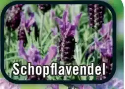 B1 Discount Baumarkt Schopflavendel Anouk Angebot