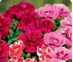 B1 Discount Baumarkt Gartennelken I love you Angebot
