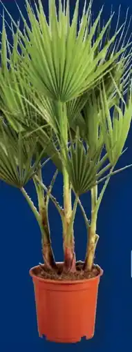 Lidl Winterharte Palme Angebot